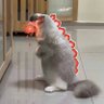 Kasumi's profile picture