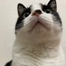 猫屋敷 的头像