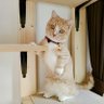 空風(くう)ฅ^•ω•^ฅ profil fotoğrafı