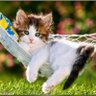 İyi kedi profil fotoğrafı