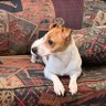 Profilbild von Bouncy Jack -- Doggie Peeing on Stupid