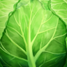 Cabbage profil fotoğrafı