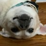 Shweety99's profile picture