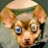 salles🇧🇷's profile picture