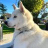 Cheryl Dawson profil fotoğrafı