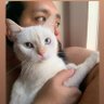 Não Acredito profil fotoğrafı