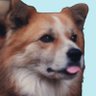 Hachi Reborn 的头像