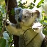 こあら🐨 的头像