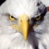 Po's profile picture