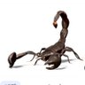 העקרב 的头像