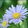 ヨメナ profil fotoğrafı