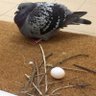 Profilbild von だるばと