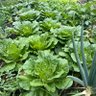 Фото профиля 菩提树