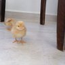 saygılı coğrafya 的头像
