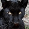 Leopardon's profile picture