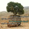 Фото профиля ابوزياد الحنتوشي