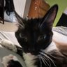 Profilbild von Cats with their heads held back