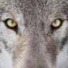 GreyWolf 1118 的头像