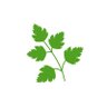 HolyParsley 的头像