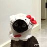 Фото профиля aila gatinha da jisoo