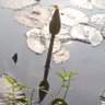 Biswarup Ray profil fotoğrafı