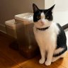 Фото профиля 品川のねこ好きおじさん