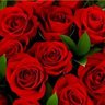 🌺கடல்🌹புறா🌺 的头像