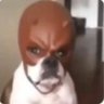 Dark dog's profile picture