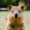 Profilbild von aussiesub19