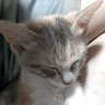 ごま保護猫生活's profile picture
