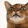 みちゅねこ🐈⬛ 的头像