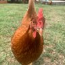 Profilbild von ChickenWhisperer