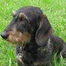 Profilbild von RDani
