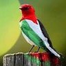 Profilbild von Bird