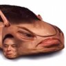 Arkvoodle's profile picture