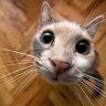 not your average pet's profile picture