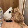 エドモンド🐠🐱🐈🐠🧜🏻♀️ profil fotoğrafı