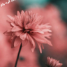 محمد الحسن's profile picture