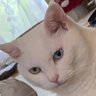 Profilbild von shiro