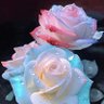 🌴🌵 Riz Ali 🌵🌴's profile picture