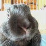 ☆黒うさ☆ profil fotoğrafı