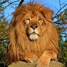 الياسين 105 🔻 profil fotoğrafı