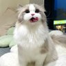 Profilbild von Milk Cat 🐈 Take a walk