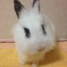 たかむね🐰✨ 的头像