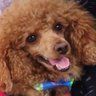 CHUCKY's profile picture