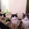 猫しゃちょう profil fotoğrafı