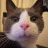 Gubnag's profile picture