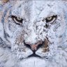 Фото профиля I know nothing