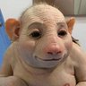 человек-животное's profile picture