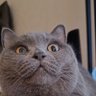 Фото профиля 大猫子